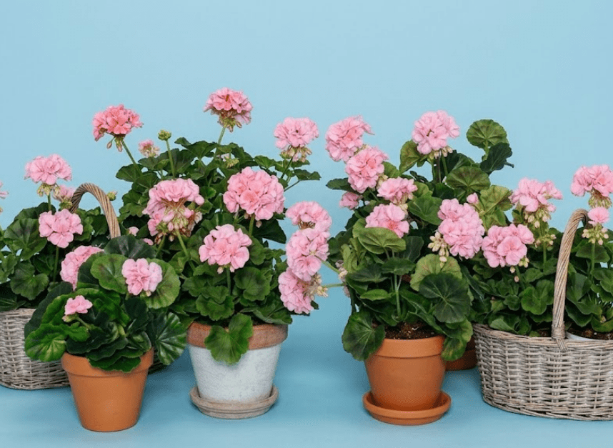 Verschillende potten en manden met roze geraniums op een blauwe achtergrond.
